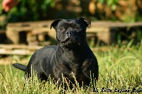 Étalon Staffordshire Bull Terrier - Ho my girl D'elle De La Crique