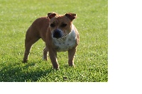 Étalon Staffordshire Bull Terrier - Hizya de Staffi'n red