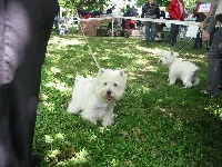 Étalon West Highland White Terrier - Jewel-white du domaine du val de lucy