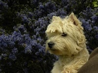 Étalon West Highland White Terrier - Hermine De La Vallée D'elleron
