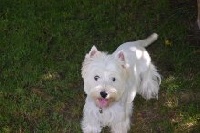 Étalon West Highland White Terrier - Glory des Périgourdins blancs