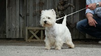 Étalon West Highland White Terrier - Ice tea d'Isarudy
