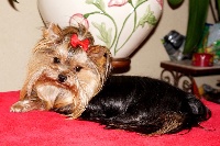 Étalon Yorkshire Terrier - Givenchy Du manoir des messalines