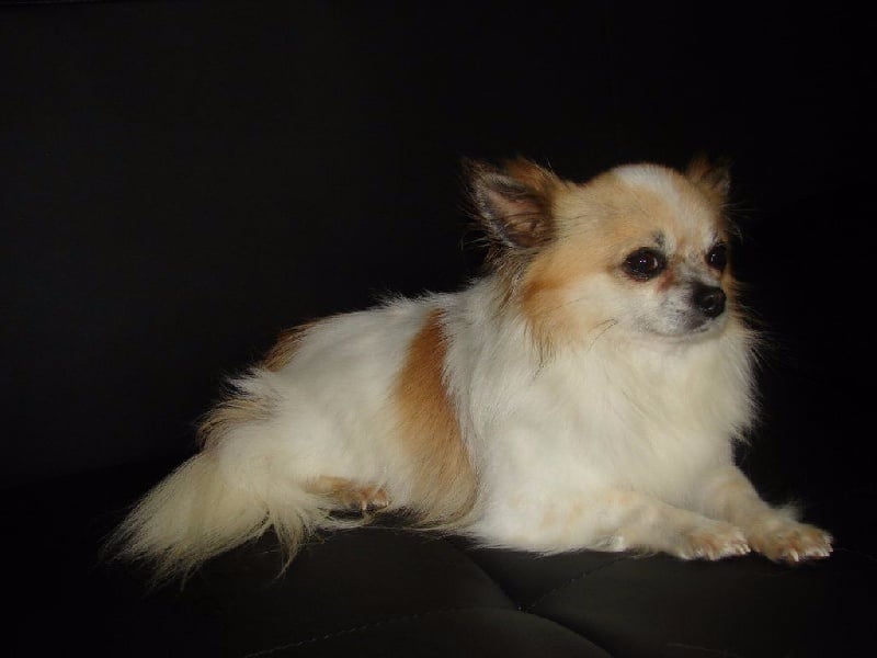 Les Chihuahua de l'affixe   du domaine de Edgewood