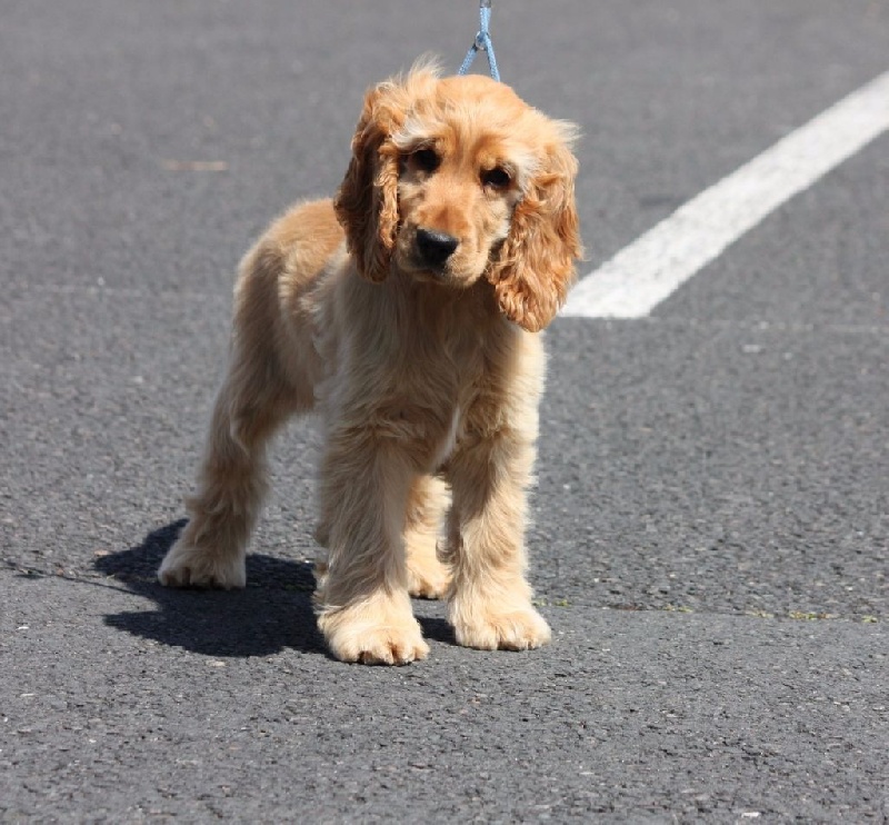 Accueil Elevage Du Moulin De La Terrasse Eleveur De