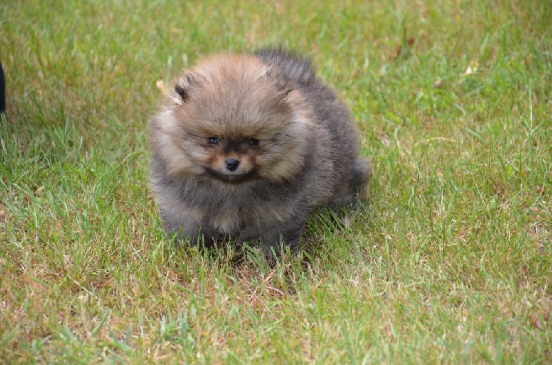 Chien Elevage Des Oursons De Petit Palais Eleveur De