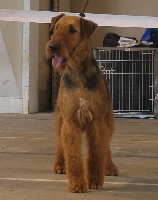 Étalon Airedale Terrier - Ikea du Coteau Des Levriers