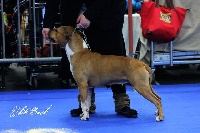 Étalon American Staffordshire Terrier - Fabulous bella De karysha