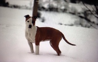 Étalon American Staffordshire Terrier - pageant's J' what did you expect