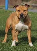Étalon American Staffordshire Terrier - Guess-star (Sans Affixe)