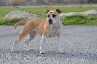 Étalon American Staffordshire Terrier - Face to face Alphadog's family