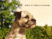 Étalon Border Terrier - CH. Jelinote D' Halong