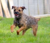 Étalon Border Terrier - CH. Hurluberlue Des petites nouches