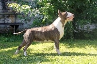 Étalon Bull Terrier - I love sweet candy du pays du Mont Blanc