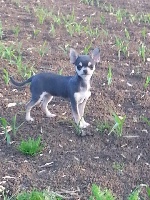 Étalon Chihuahua - Incroyable du Moulin de la Terrasse