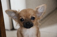 Étalon Chihuahua - Jolie angie De San Soleado