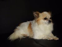 Étalon Chihuahua - Gaboo (Sans Affixe)