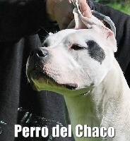 Étalon Dogo Argentino - CH. Perro del Chaco Jolie féerie