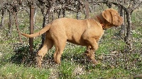 Étalon Dogue de Bordeaux - Jildun Des gladiateurs du guesny