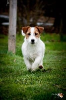 Étalon Jack Russell Terrier - CH. Original master's voice Impressive milton grey