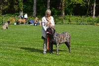 Étalon Mastiff - Mao Domaine Du Stiffon