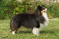 Étalon Shetland Sheepdog - CH. chalmoor Stand and stare dit leicester