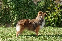 Étalon Shetland Sheepdog - Joyau d'arrakis Des Plaines de Gaïa