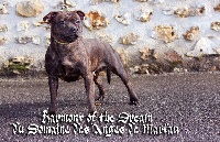 Étalon Staffordshire Bull Terrier - Harmony of the dream du domaine des Anges de Marlau