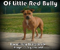 Étalon Staffordshire Bull Terrier - Kamalindra of sephiroth