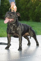 Étalon Staffordshire Bull Terrier - Guns (Sans Affixe)