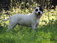 Étalon Staffordshire Bull Terrier - Jolimiss De l'eden for ever