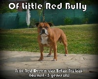 Étalon Staffordshire Bull Terrier - First red dream Des têtes brulées