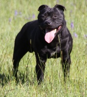 Étalon Staffordshire Bull Terrier - Bluedogcity Jinto
