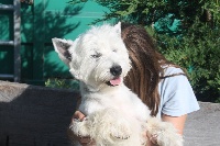 Étalon West Highland White Terrier - Harley Des marais de courmont