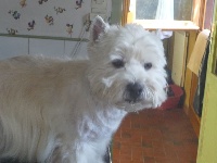 Étalon West Highland White Terrier - Foucxi du moulin des marais