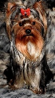 Étalon Yorkshire Terrier - John travolta De la vierge doree