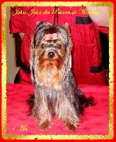 Étalon Yorkshire Terrier - John-john little boy des Princes de Windsor