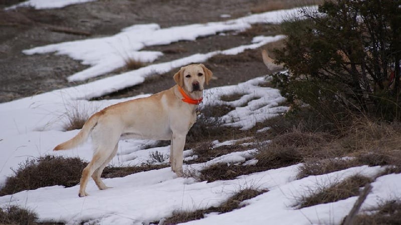 Les Labrador Retriever de l'affixe   Des Terres Provençales