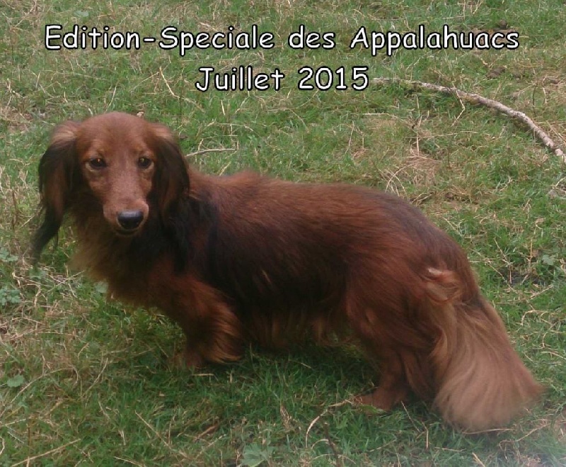 Edition speciale des Appalahuacs