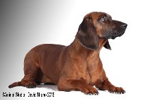 Le Standard de la race chien de Rouge de Baviere sur Atara.com