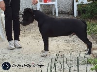 Étalon American Staffordshire Terrier - Jazzy boy from Madgix beautyful staff