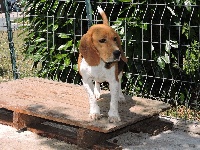 Étalon Beagle - Ilia Du Repere Des Bandits