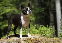 Étalon Boston Terrier - CH. H'éva mendes Du grand fresnoy