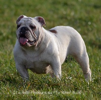 Étalon Bulldog Anglais - Is a real pleasure du Pfirtaker Bulls