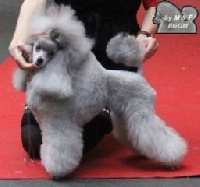Étalon Caniche - CH. Girl just wants to have fun The beautiful grey of marysa