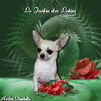 Étalon Chihuahua - Jivenchy du Jardin des Lutins