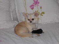 Étalon Chihuahua - Fiby d acca larentia