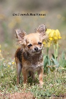 Étalon Chihuahua - Ixxia dite titi des Tresors du Mont Ventoux