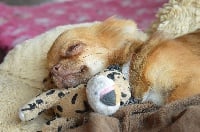 Étalon Chihuahua - milaja kroha Illona