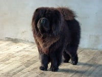 Étalon Chow Chow - Ishiro du Clan des Brésiliens